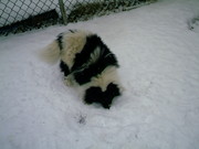 FOR SALE: AKC BLACK/WHITE MALE POMERANIAN